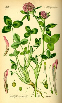 Rotklee Blüten bio